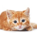 닥터캣 고양이병원 이미지