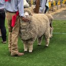 royal6 | [2026.04.03] 호주 시드니 로열 이스터쇼(Sydney Royal Easter Show) 관람 후기