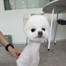 멍블리 펫살롱 이미지