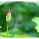 고추잠자리 이미지