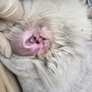 무마취 고양이 미용실 반할고양 이미지