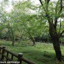 제주 신례리 왕벚나무 자생지 이미지