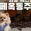 화정펫