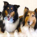 도그미용실 이미지