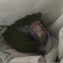 버드리농장 이미지