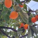 클릭비디오 이미지