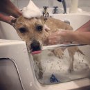 올 도그 그루밍(All DOG GROOMING) | 제주애견미용 우리식빵이 목욕 허브스파후기!