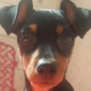 강아지당 이미지