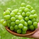 그린전자 | 수원 시청역 인계동전자담배 베이프갱스터 노보 그린펀치 액상후기