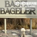 경주 애견동반카페 모음. 올리브, 베이글베이글러, 테를지 내돈내산 솔직후기