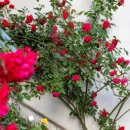 대구 북구 경진로 47 이미지