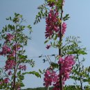 아카시아 이미지