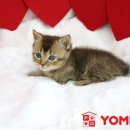 의왕고양이분양 고양이분양전문매장 요미캣 입니다 이미지