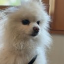 서른살나의펫2 이미지