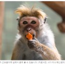 원숭이 사업: 스리랑카, 중국에 원숭이 판매 고려 이미지