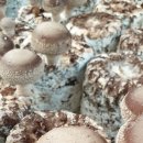 산천애표고버섯
