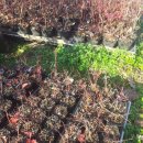 푸른산농장 이미지