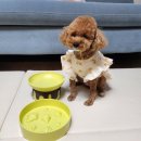 본아페티 친환경 급체방지용 애견 식기 푸딩이 사용 후기