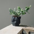 블루&펫 이미지