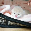 달보드레/루체레 네이버블로그