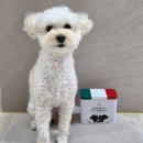 웰빙파워 | 봄맞이 노견 건강케어 퍼블릭뉴트리언츠 이터널파워파우더 후기 🐶 벚꽃산책 가자!
