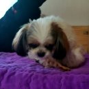 앙꼬맘마 이미지