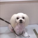 바둑이 쌀롱 이미지