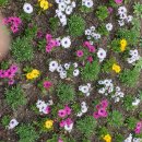 화담숲 꽃 밭~ 이미지