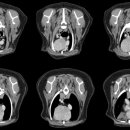 로얄동물암치료센터 이미지