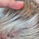 아프리카 동물의료센터 | 급성전신염증 침샘염? 췌장염? 고열 무기력 아프리카동물의료센터 일지