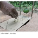 트랩 이미지