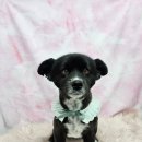 포동이 펫살롱 이미지