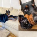 애정그루밍 이미지