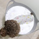 쉬었다가개 이미지