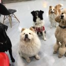 소울메이독 이미지