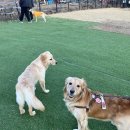 골든파크 | 인천 애견동반 대형카페 하비파크 골든리트리버 바니 재방문 후기