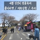 장전리 | 애월 장전리 벚꽃 축제 주소 / 주차 / 실시간 후기 (3월 말 개화 상태)
