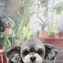 울알라애견미용 이미지