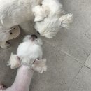 펫글타운 네이버블로그