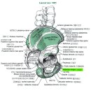 12 - Adductor Longus 긴모음근 장내전근 (長內轉筋 ) 이미지