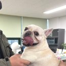 즐거운 애견미용 이미지