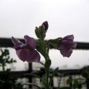 비단향꽃무 이미지