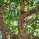 신사리 선돌 이미지