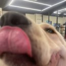 유자네 댕댕이 이미지