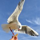 갈매기 이미지