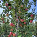 초가을을 닮은 아리수 사과 사세요! 🍎 이미지