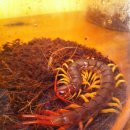 마이차우 이미지