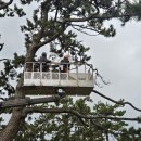 마을 보호수 이미지