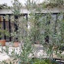 신효동-28 이미지