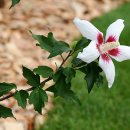 화성무궁화 이미지